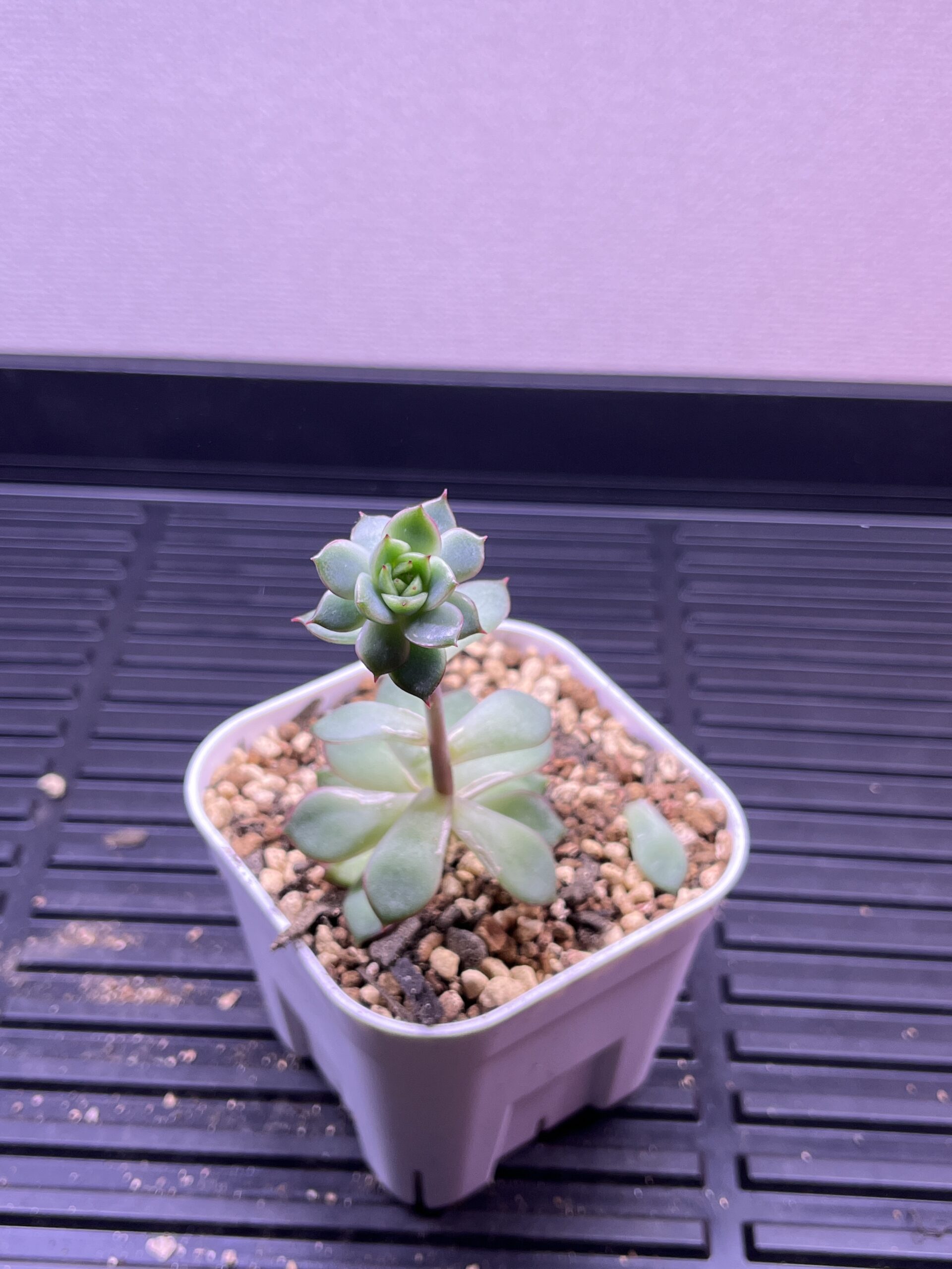 ピンクドラゴン – 屋内たにくの成長記録